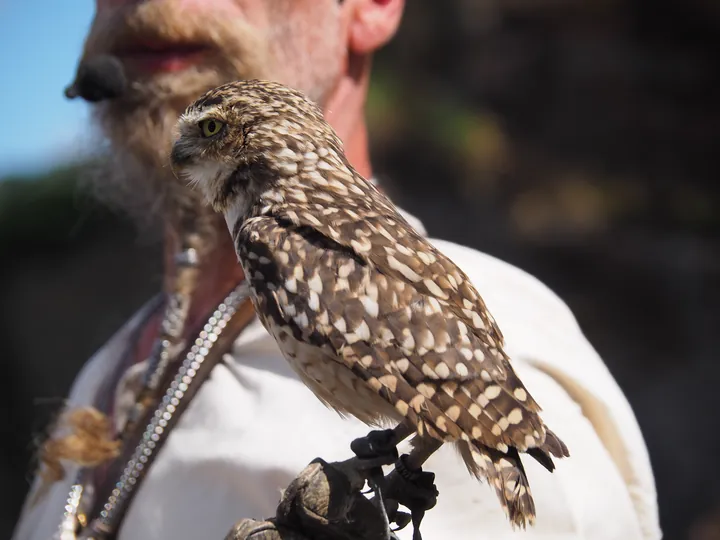 Birds of prey show at Chateau de La Roche-en-Ardenne (Belgium)